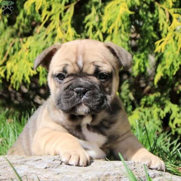 Amy, French Bulldog Puppy