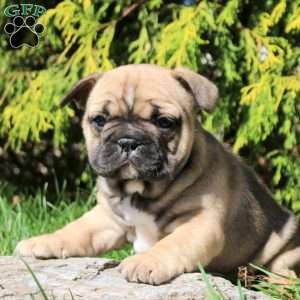 Amy, French Bulldog Puppy