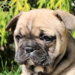 Amy, French Bulldog Puppy