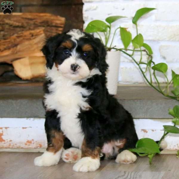 Amy, Bernedoodle Puppy