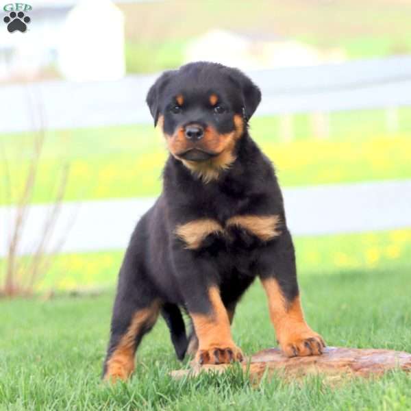 Amy, Rottweiler Puppy