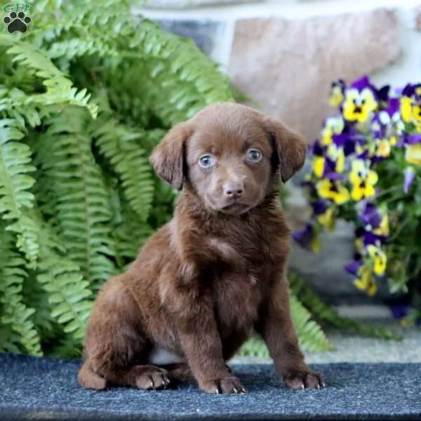 Amy, Chocolate Labrador Retriever Puppy