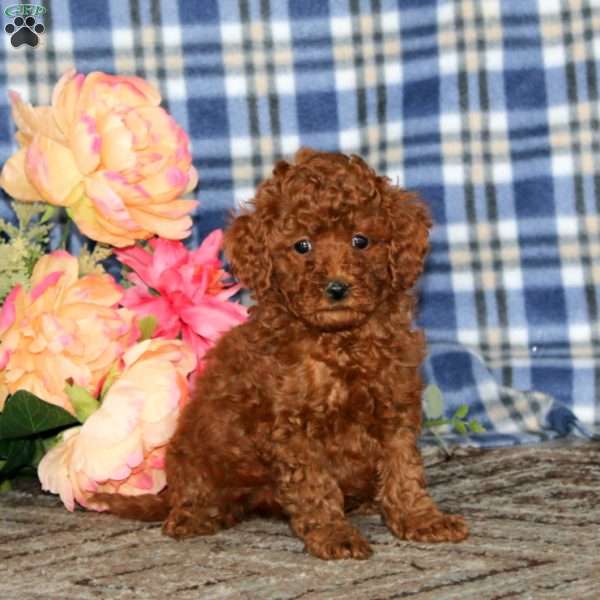 Amy, Miniature Poodle Puppy