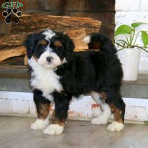 Amy, Bernedoodle Puppy