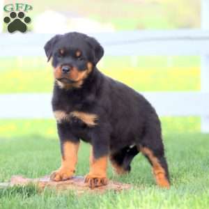 Amy, Rottweiler Puppy