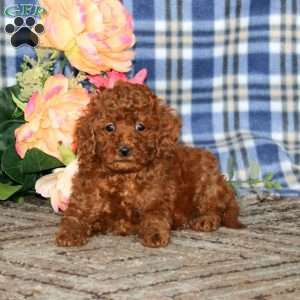 Amy, Miniature Poodle Puppy