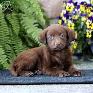 Amy, Chocolate Labrador Retriever Puppy