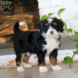 Amy, Bernedoodle Puppy