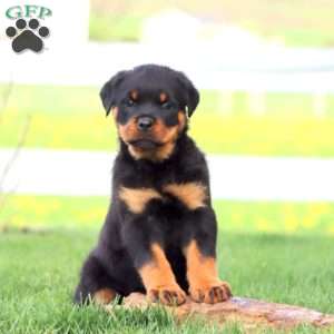 Amy, Rottweiler Puppy