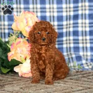Amy, Miniature Poodle Puppy