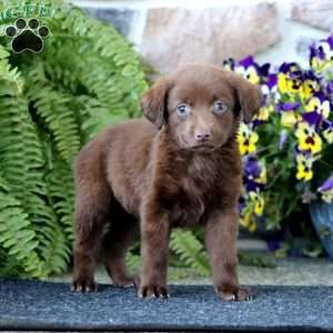 Amy, Chocolate Labrador Retriever Puppy