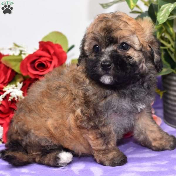 Amy, Bich-Poo Puppy
