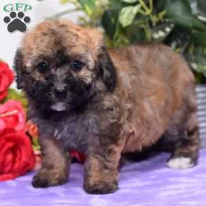 Amy, Bich-Poo Puppy