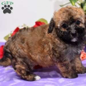 Amy, Bich-Poo Puppy