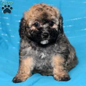 Amy, Bich-Poo Puppy