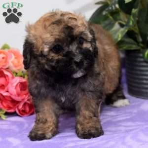 Amy, Bich-Poo Puppy