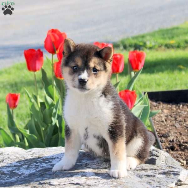 Andrea, Shiba Inu Puppy