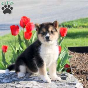 Andrea, Shiba Inu Puppy
