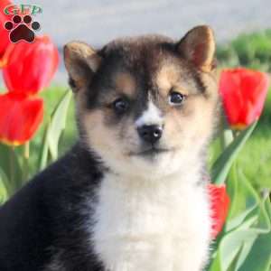 Andrea, Shiba Inu Puppy