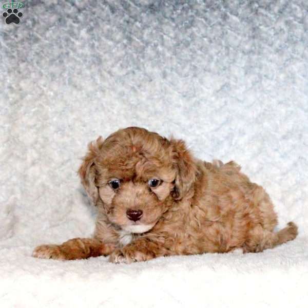 Andy, Miniature Poodle Puppy