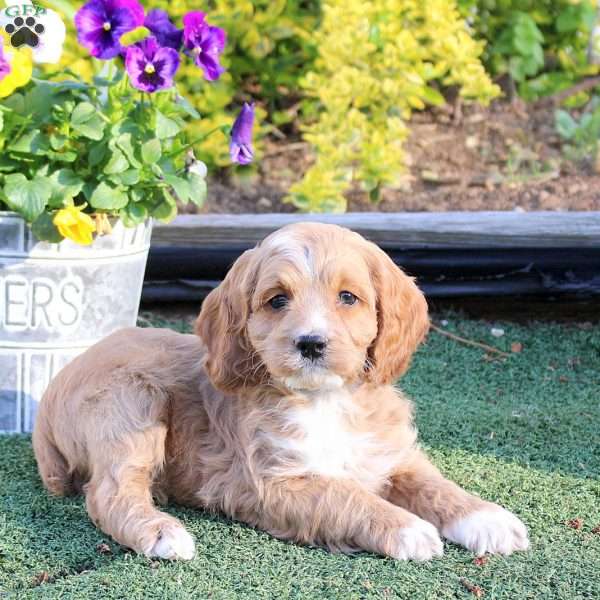 Andy, Cockapoo Puppy