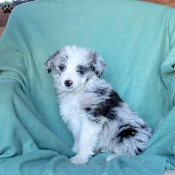 Andy, Mini Aussiedoodle Puppy