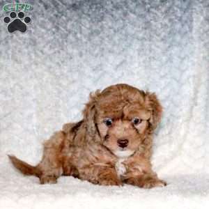 Andy, Miniature Poodle Puppy