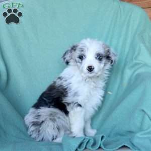 Andy, Mini Aussiedoodle Puppy