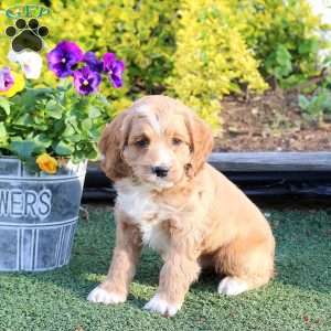 Andy, Cockapoo Puppy