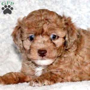 Andy, Miniature Poodle Puppy
