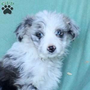 Andy, Mini Aussiedoodle Puppy