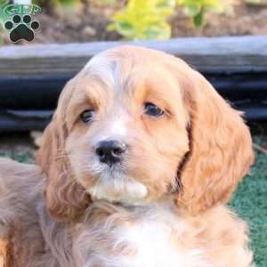 Andy, Cockapoo Puppy