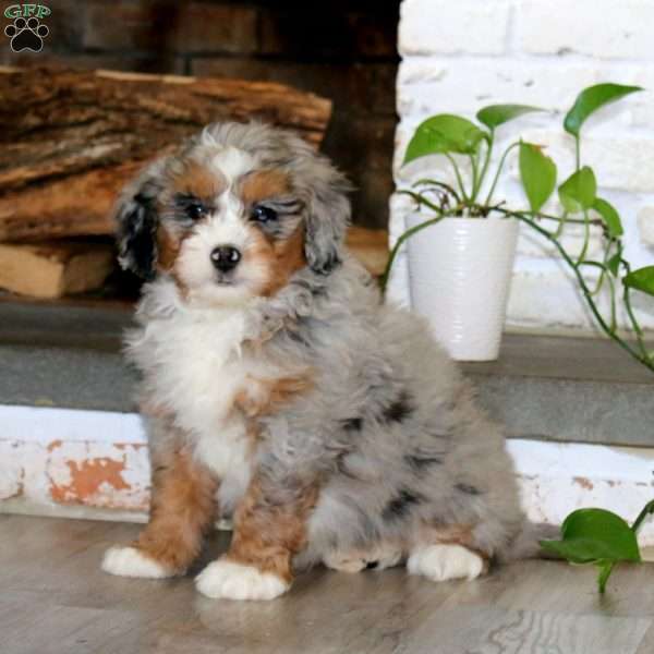 Andy, Bernedoodle Puppy