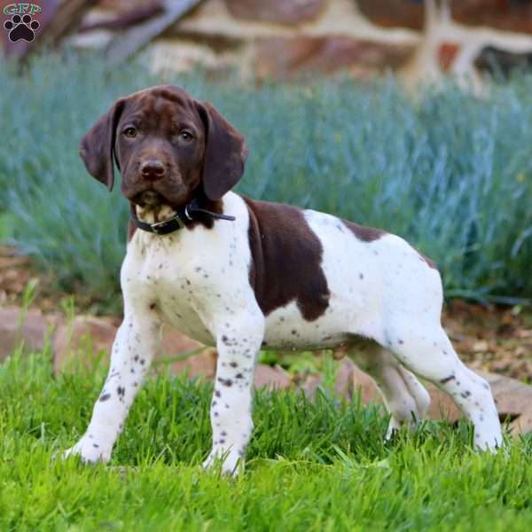Andy, German Shorthaired Pointer Puppy