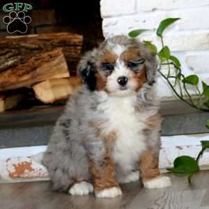 Andy, Bernedoodle Puppy