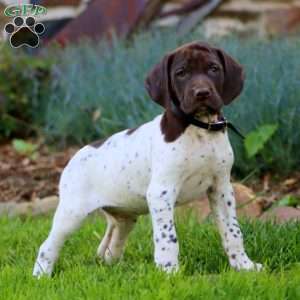 Andy, German Shorthaired Pointer Puppy