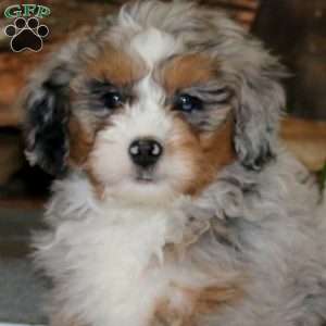 Andy, Bernedoodle Puppy