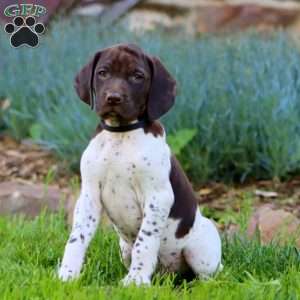 Andy, German Shorthaired Pointer Puppy