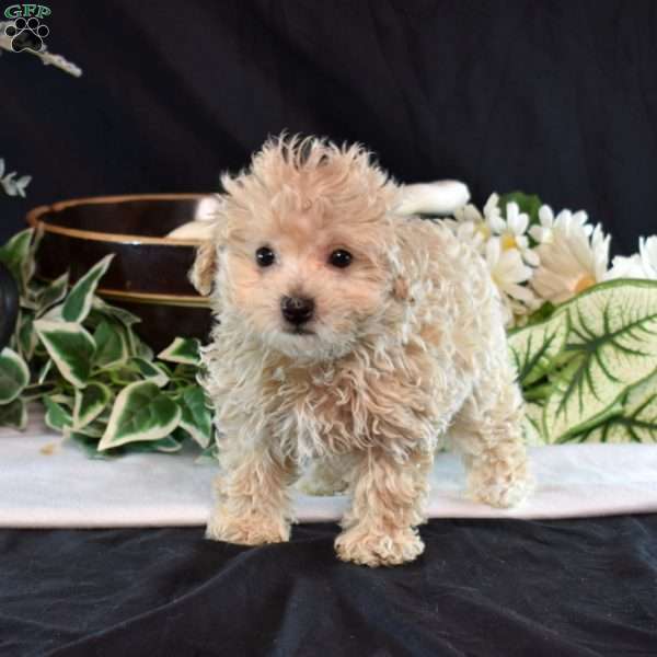 Angel, Maltipoo Puppy