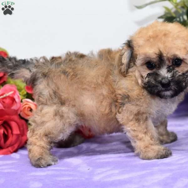 Angie, Bich-Poo Puppy