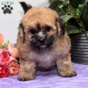 Angie, Bich-Poo Puppy