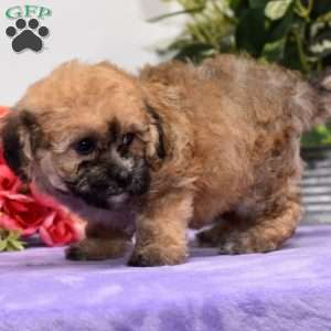 Angie, Bich-Poo Puppy