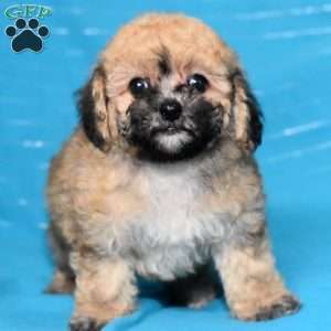 Angie, Bich-Poo Puppy
