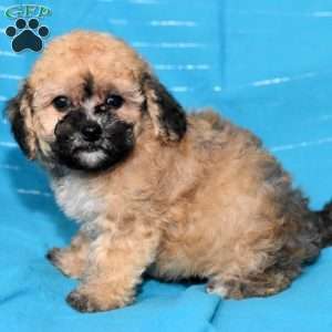 Angie, Bich-Poo Puppy