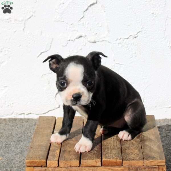 Anise, Boston Terrier Puppy