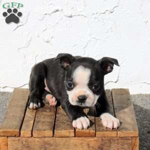 Anise, Boston Terrier Puppy