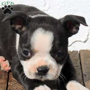 Anise, Boston Terrier Puppy