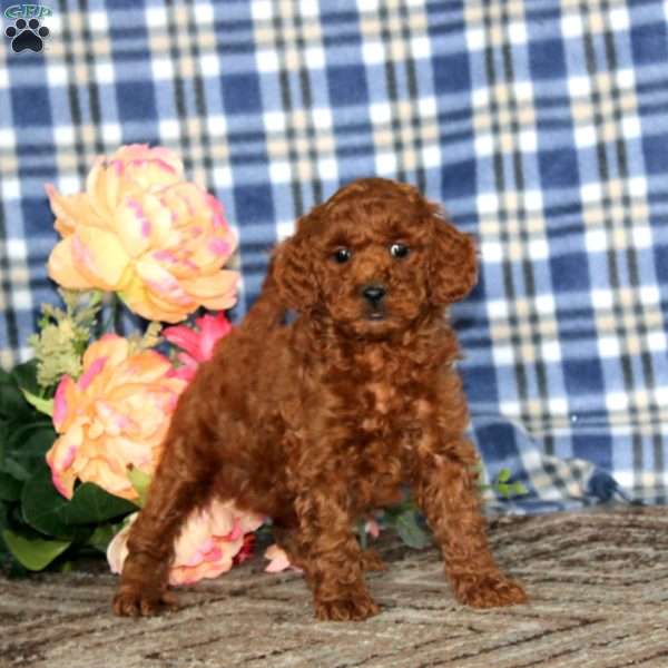 Anita, Miniature Poodle Puppy