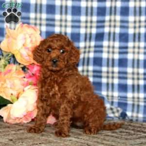 Anita, Miniature Poodle Puppy