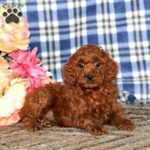 Anita, Miniature Poodle Puppy